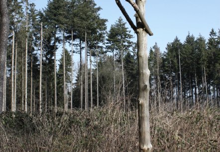 Erlebnispunkt 5 "Galgen", © GesundLand Vulkaneifel GmbH