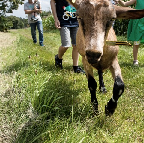 Goat hike - a family experience