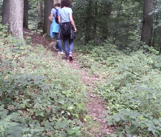 Waldpfad auf dem Eulenweg, © TI Hocheifel-Nürburgring