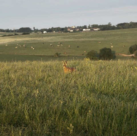 Prümer Land überraschter Feldhase, © Tourist-Information Prümer Land/Teuschler