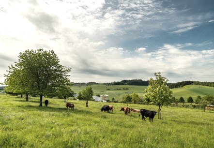 Muße Platz Ellscheid, © Eifel Tourismus GmbH, Dominik Ketz