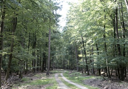 Waldweg auf der EifelSpur Wildnispfad, © Nordeifel Tourismus GmbH