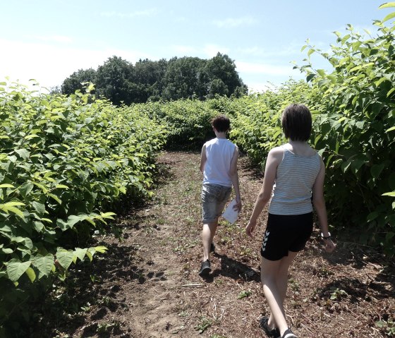 Auf dem Weg durch das Naturlabyrinth, © TI Bitburger Land