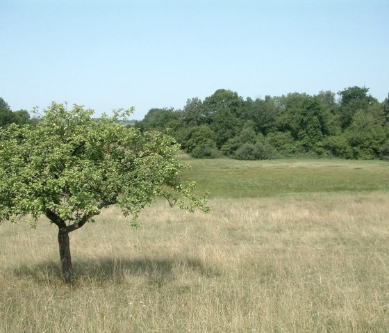 Hinkelsmaar, © GesundLand Vulkaneifel GmbH