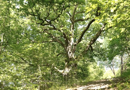 Weg zur Alten Eiche, © TI Kelberg