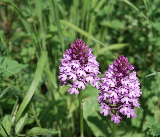 Orchideen - Pyramidenorchis, © Naturpark Südeifel/P. Wagner