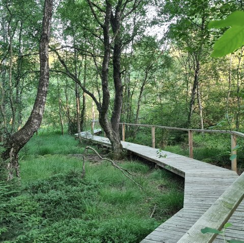 Passerelle du sentier des marais à Ormont, © Touristik GmbH Gerolsteiner Land -Leonie Post