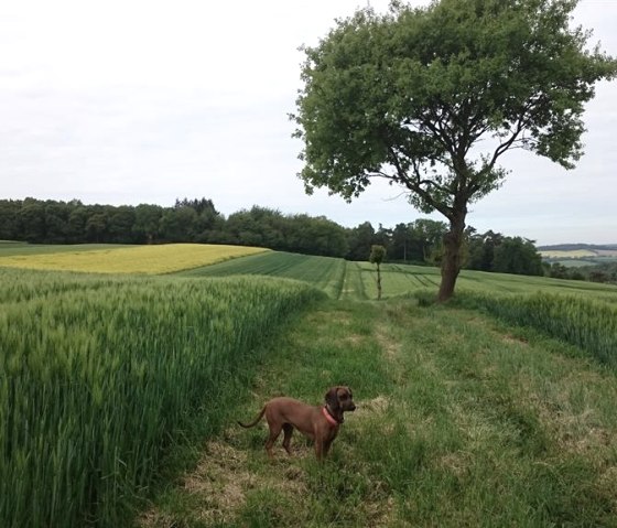 Wanderung mit unserer Ronja