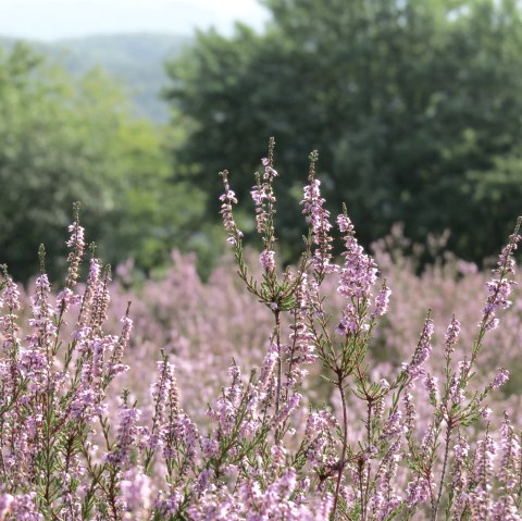 Blühende Heide bei Langscheid, © Foto: Svenja Schulze-Entrup, Quelle: Touristik-Büro Vordereifel