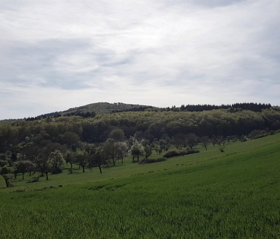 Kottenheim Streuobstwiesen, © Foto: Svenja Schulze-Entrup, Quelle: Touristik-Büro Vordereifel