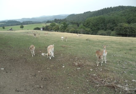 Wildgehege bei Winnerath, © Tourist-Information Hocheifel-Nürburgring, Gerd Spitzlay, Wanderfreunde Schuld e.V.