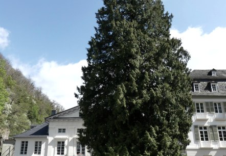 Lebensbaum am Kurf. Schlößchen Bad Bertrich 2, © GesundLand Vulkaneifel GmbH