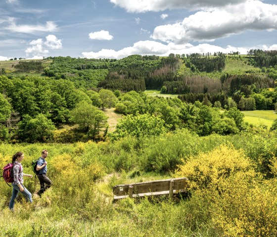 Eifelgold Route, gelb-goldener Ginster, © Eifel Tourismus GmbH, Dominik Ketz