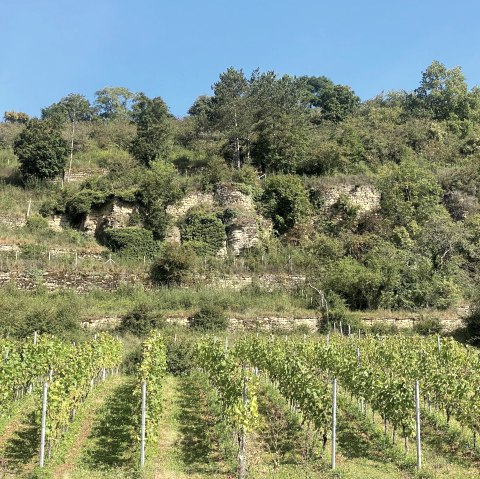 Vignoble, © Felsenland Südeifel Tourismus GmbH, Anna Carina Krebs