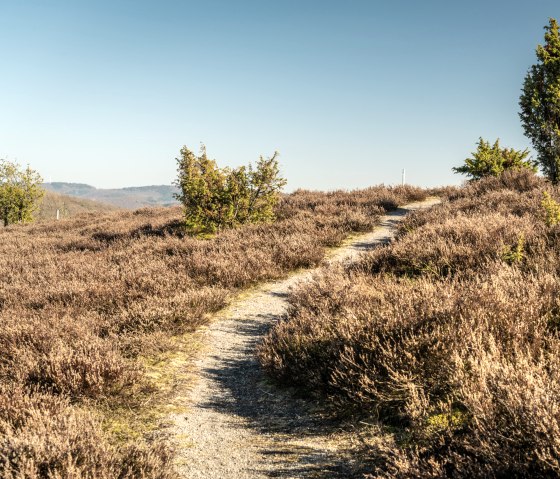 Wandern durch Heide und Wacholder auf dem Traumpfad Wacholderweg, © Eifel Tourismus GmbH, D. Ketz