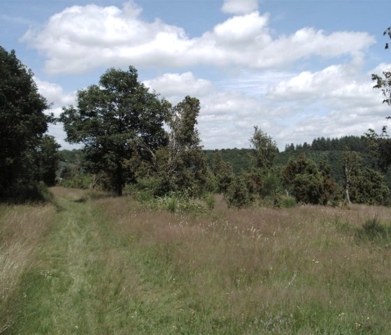 Wacholderheide bei Bleckhausen