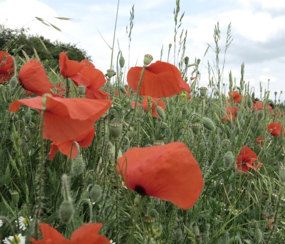 Mohn, © VG Vordereifel