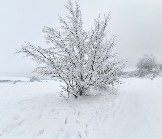 Schnee im GesundLand Vulkaneifel, © GesundLand Vulkaneifel GmbH