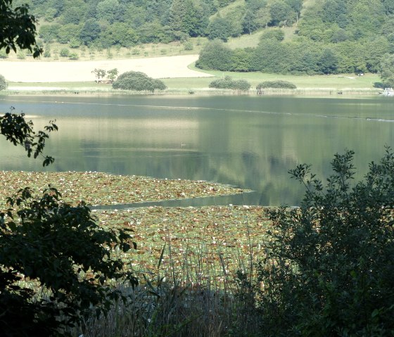 Schilf am Meerfelder Maar, © GesundLand Vulkaneifel GmbH