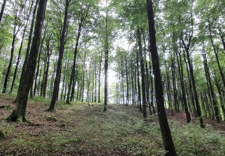 Buchenwald Schönecker Schweiz, © Tourist-Information Prümer Land, Seb. Wiesen