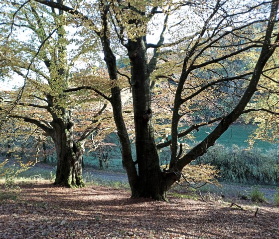Ancient beech trees - a natural monument