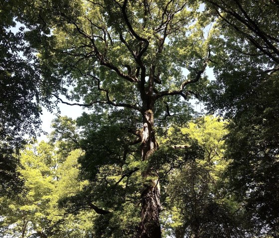 Beeindruckendes Naturdenkmal, © Tourist-Information Wittlich Stadt & Land