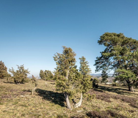 Traumpfad Wacholderweg bei Langscheid, Wandertour durch Wacholder und Heide, © Eifel Tourismus GmbH, D. Ketz