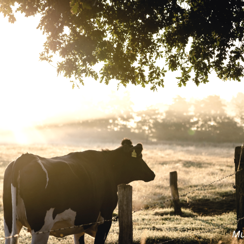 Musterbild Farm, © Canva