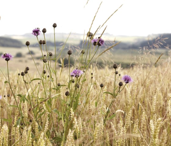 Kornblumen am Weg mit Mürmesblick