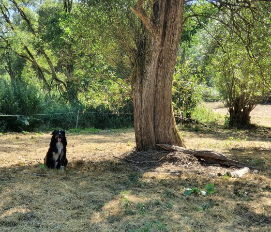 Unser Hund Jack in der schönen Natur rund um Schutz