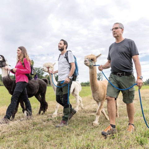 Alpaka und Lama Wanderung, © Eifel Tourismus GmbH, AR - shapefruit AG