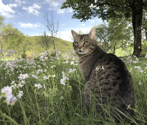 Frühling im Garten, © Frank Jankowski Fotografie