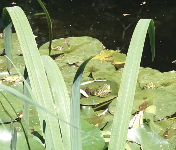 Frosch auf Seerosenblatt, © Rainer Putz