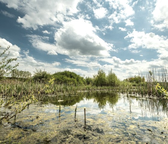 Blick auf den Sangweiher, © Eifel Tourismus GmbH, Dominik Ketz