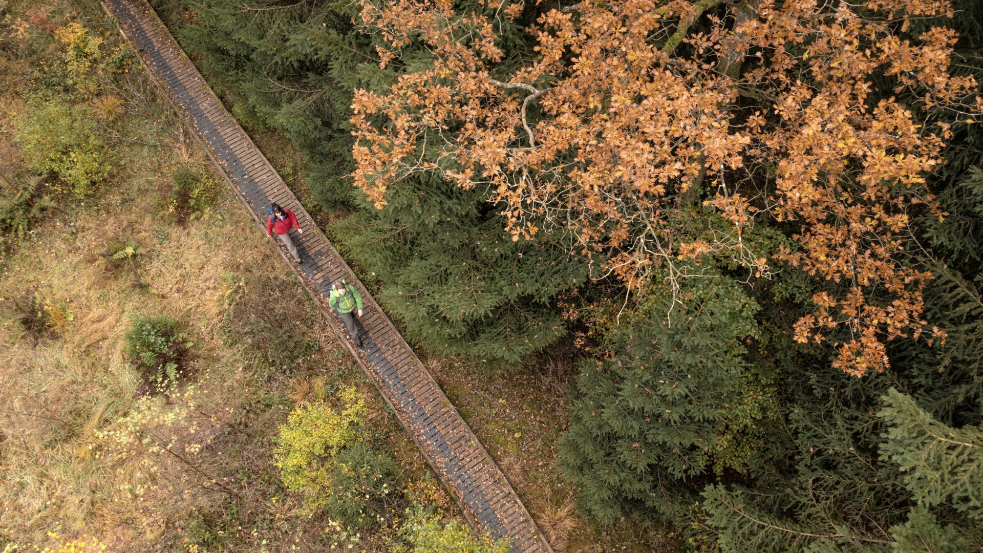 Wanderung auf dem Moore-Pfad, © Eifel Tourismus GmbH, Dominik Ketz