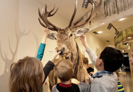 Ausstellung Wildnis(t)räume im Nationalparkzentrum Eifel, © Roman Hövel