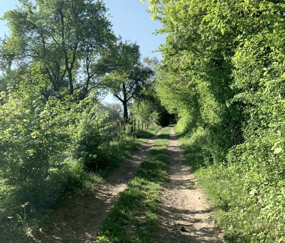 randonnée Trierweiler Sirzenich, © Deutsch Luxemburgische Tourist Information