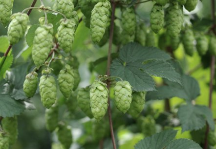 Hopfen, © Felsenland Südeifel Tourismus Gmbh, Peter Weber