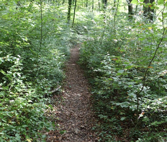 forêt, © Deutsch Luxemburgische tourist Info