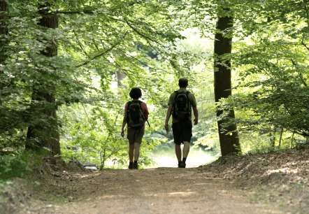 Wandern in der Eifel durch schattige Wälder, © Eifel Tourismus GmbH, Dominik Ketz