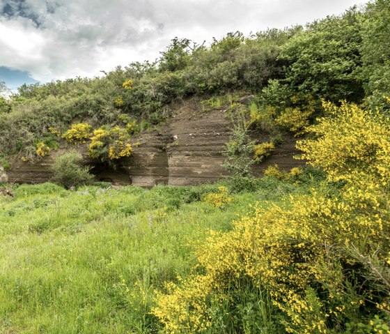 Ginsterblüte am Vulcano-Pfad bei Ellscheid, © Eifel Tourismus GmbH, Dominik Ketz