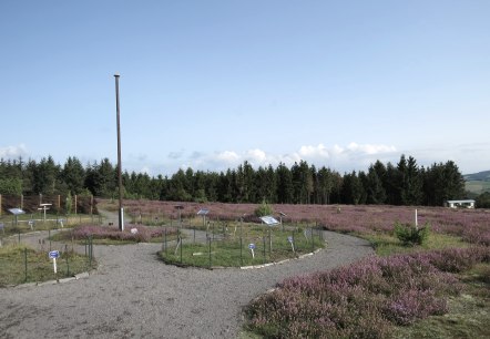 Heidegarten Wabelsberg, © Svenja Schulze-Entrup