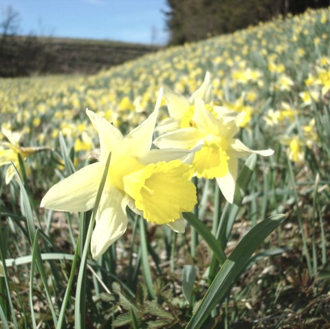 Wilde Narzissen wachsen in der Eifel., © Naturpark Hohes Venn - Eifel