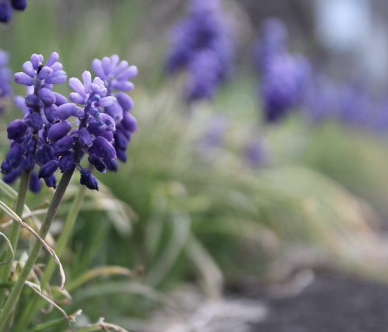 Symbool beeld_bloemen, © Rursee-Touristik GmbH