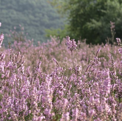 Wacholderheide, © VG Vordereifel