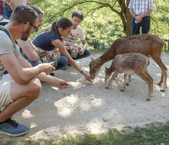 20eifelpark-tiere-fuettern, © Eifelpark Gondorf