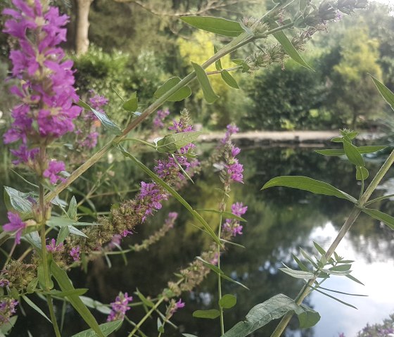 Teich mit Blumen, © Rainer Putz