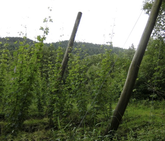 Hopfen, © Tjipkje Bourscheidt