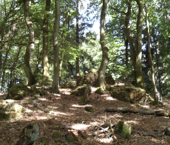 Buchenwald bei der Krausbuche, © Tourist-Information Prümer Land, A. Hohn