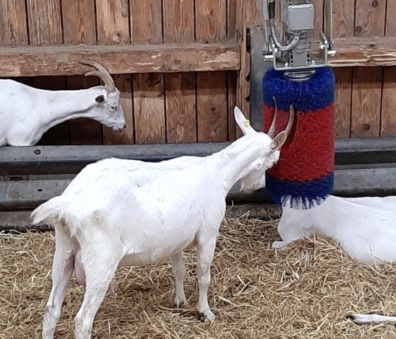 Wellness centre for our goats